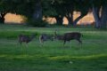 Wild Life