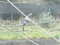 2008 Oakland Zoo