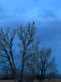 2022MarchEagleTree