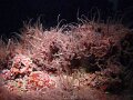 Monterey Bay Aquarium 2007