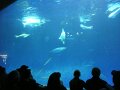 Monterey Bay Aquarium 2009