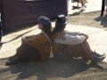 Renn Faire 2011 Oct