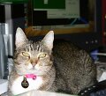 Miss Daisy