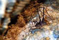 cave weta