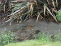 4 New Zealand Farm Show