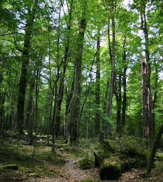 beech forest.jpg