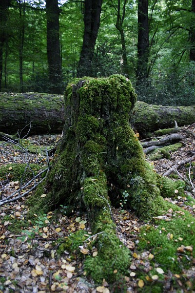 beech stump.jpg