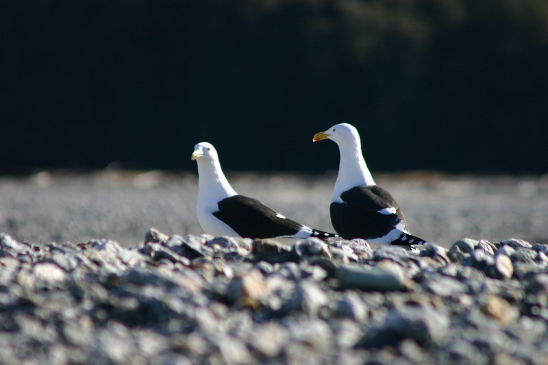 bluff dominican gull.jpg