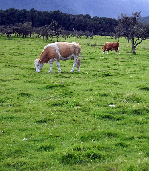 cow in paradise.jpg