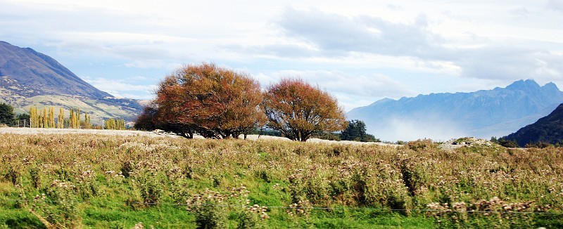 glenorchy trees.jpg