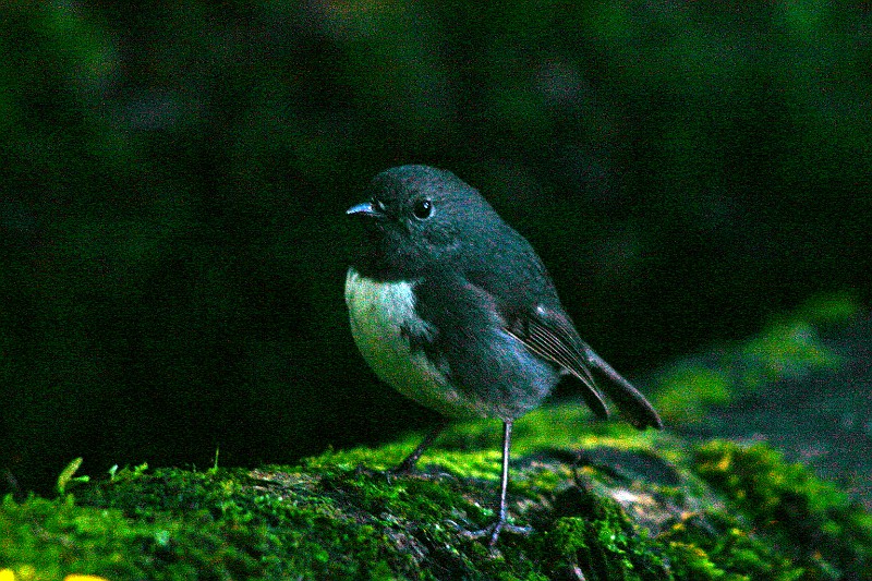 south island robin.jpg