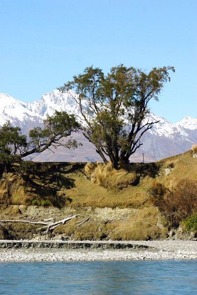 trees above bridge.jpg