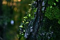 beech bark