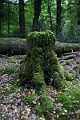 beech stump