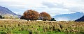 glenorchy trees