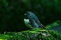 south island robin