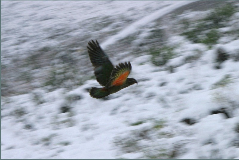 KEA IN FLIGHT.JPG