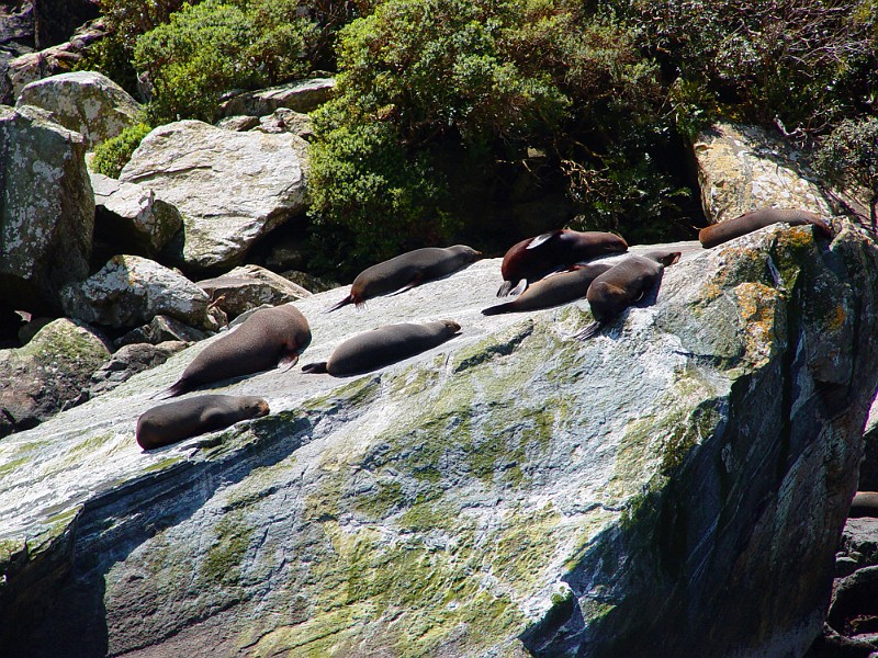 SEAL ROCK.jpg -                                