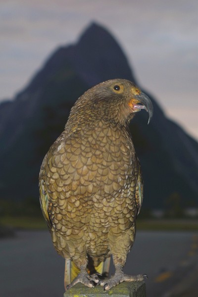 SUNSET KEA.JPG