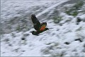 KEA IN FLIGHT