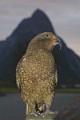 SUNSET KEA