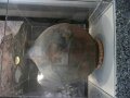 Museum of Man