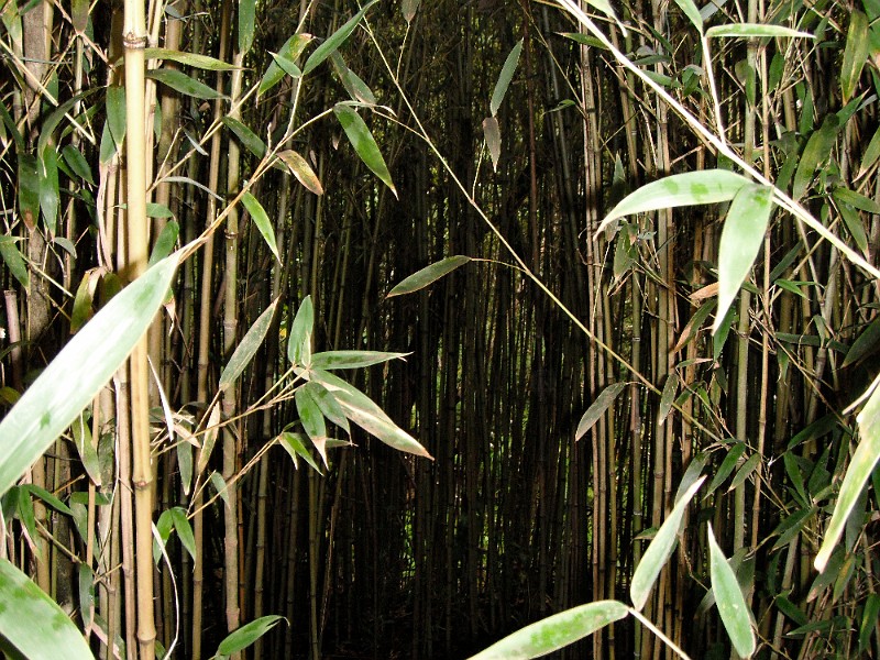 Bamboo.JPG