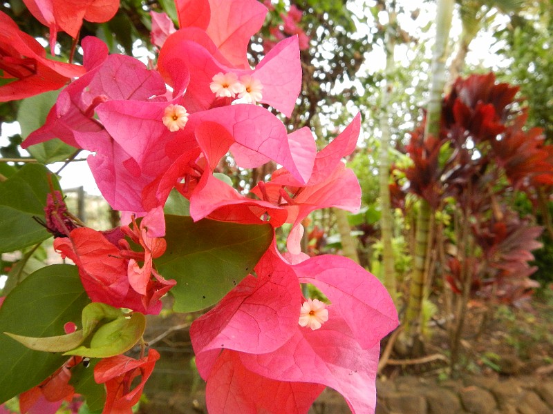 Bougainvillea.JPG -                                