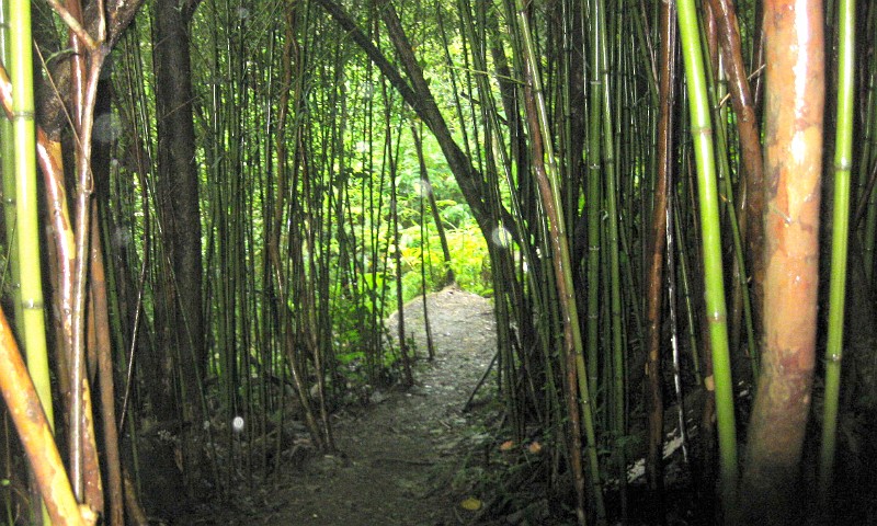 Light Bamboo.JPG