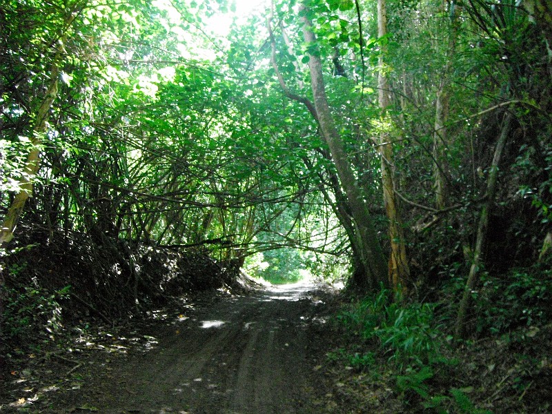 Mini Tree Tunnel.JPG