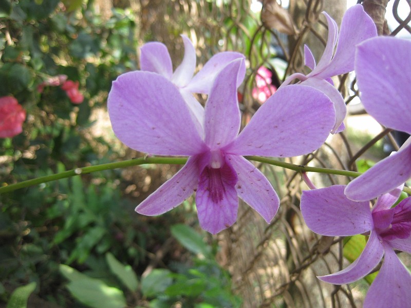 Orchid.JPG