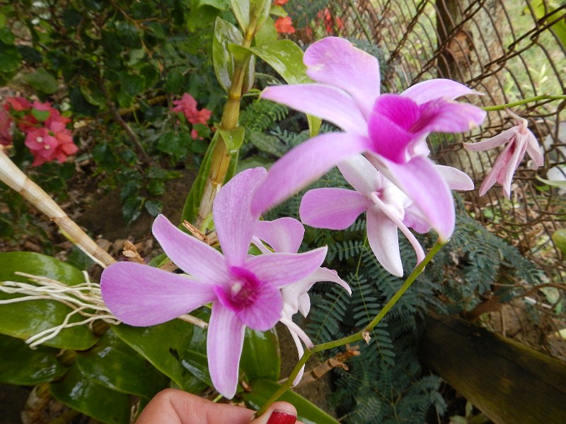 Orchids.JPG -                                