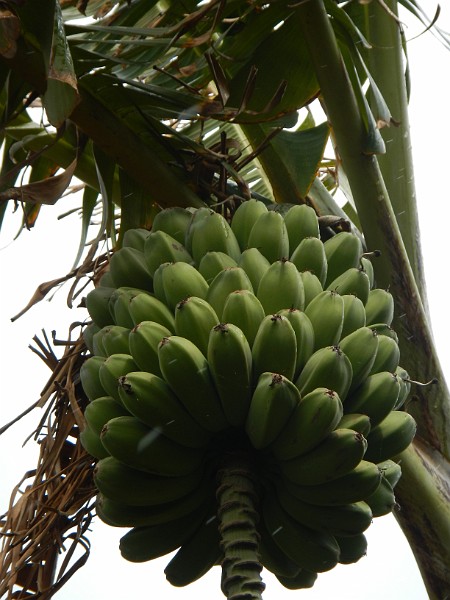 Unripe Bananas.JPG