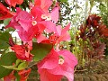 Bougainvillea