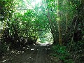 Mini Tree Tunnel