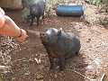 Piggy Sit