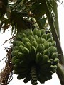 Unripe Bananas