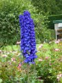5. The Butchart Gardens
