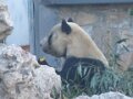 Beijing - Pandas
