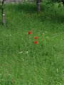 7 Tyreso Castle
