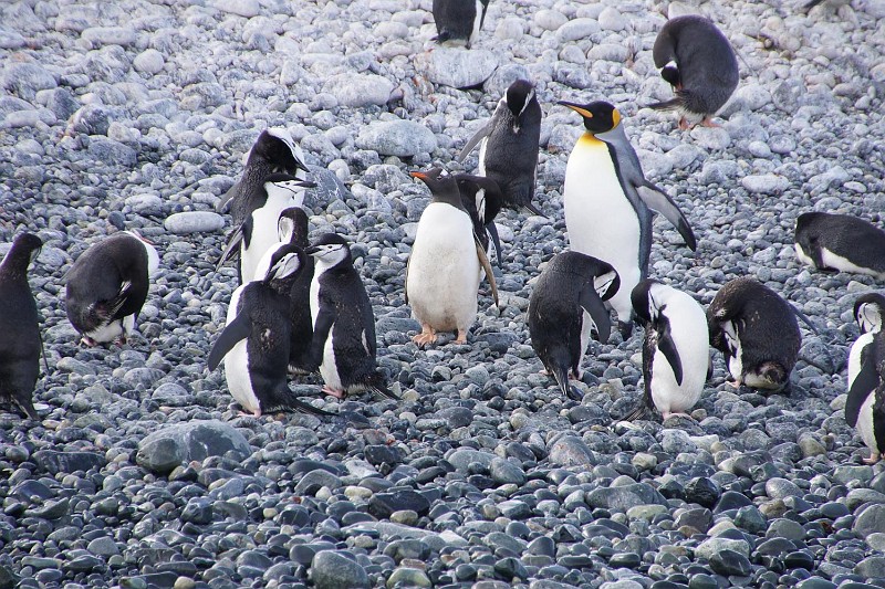 3 penguin types.jpg