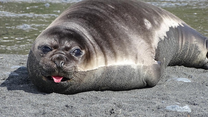 KiraGerber Gold Harbour seal tongue.jpg