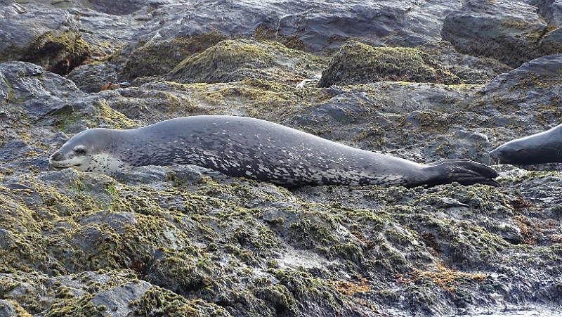 KiraGerber Leopard seal zodiac.jpg