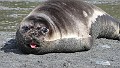 KiraGerber Gold Harbour seal tongue