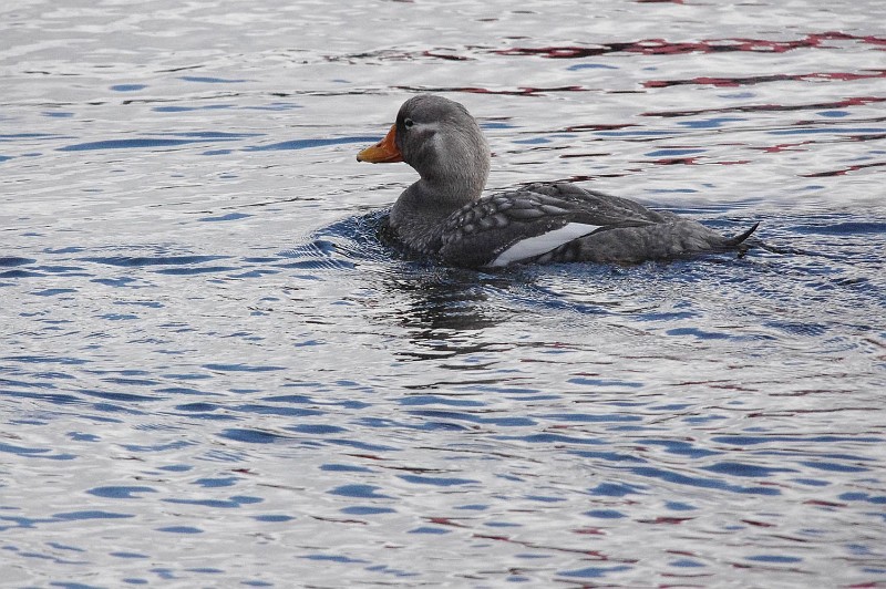 Falkland Steamer-Duck (female).jpg