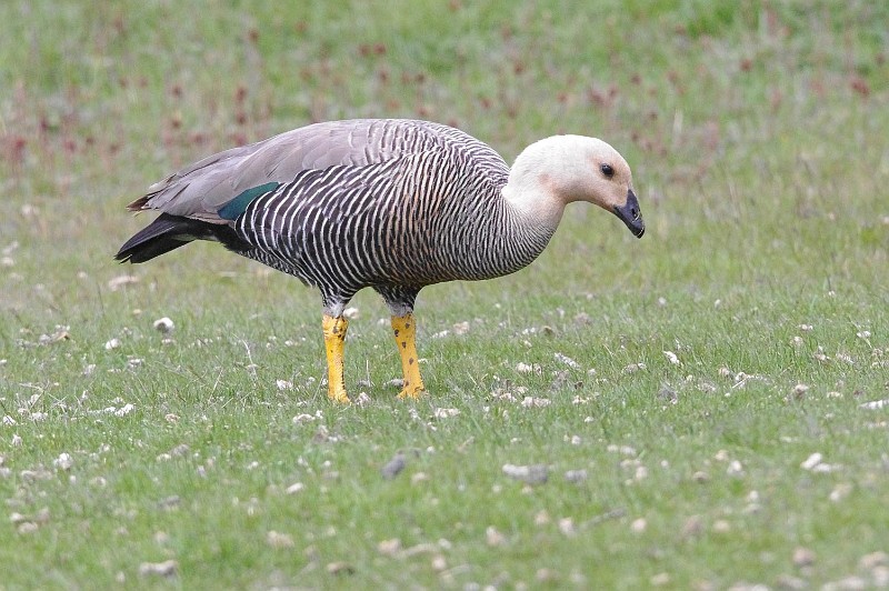 Uplalnd Goose (male).jpg