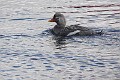 Falkland Steamer-Duck (female)