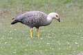 Uplalnd Goose (male)