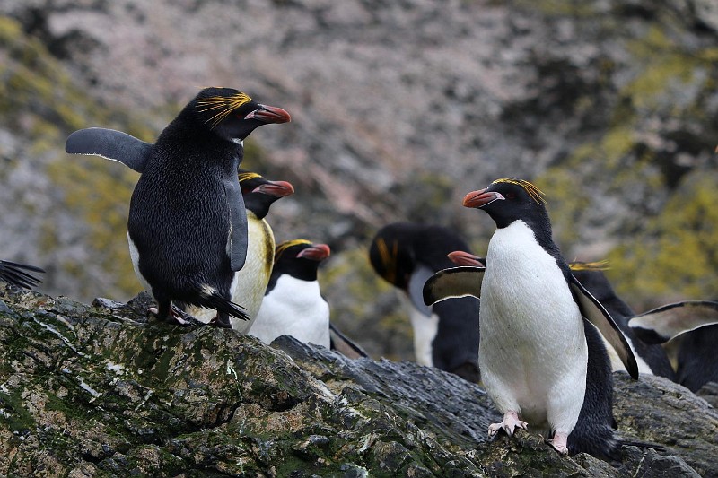 Karin Beebe Elsehul 1.jpg - macaroni penguins