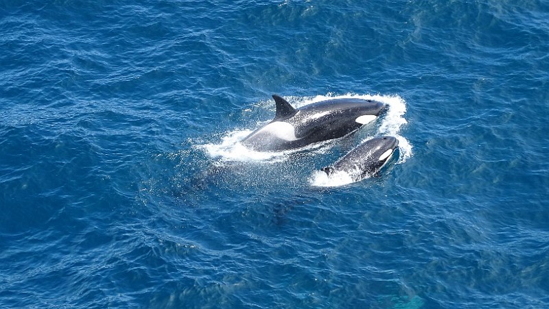 KiraGerber Orca and child enroute to Salisbury.jpg